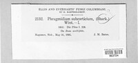 Phragmidium mucronatum image
